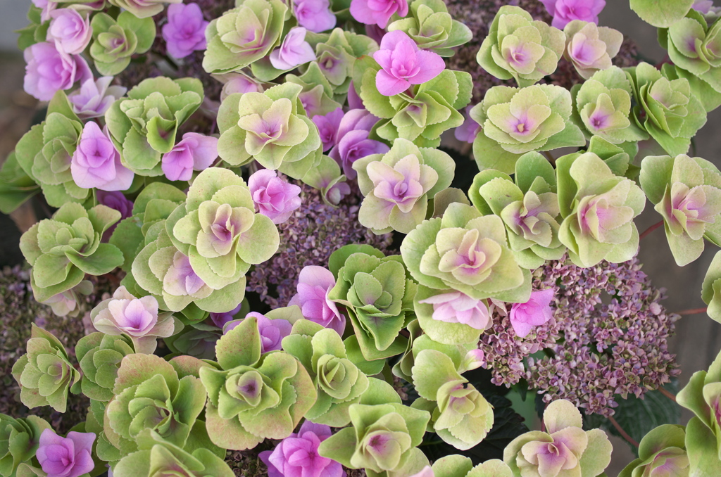 今日の「母の日の紫陽花」