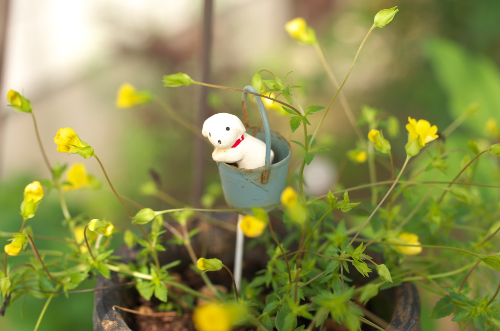 わんちゃん，再び