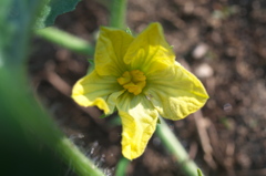 スイカの花です