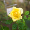 本日の小薔薇 黄色