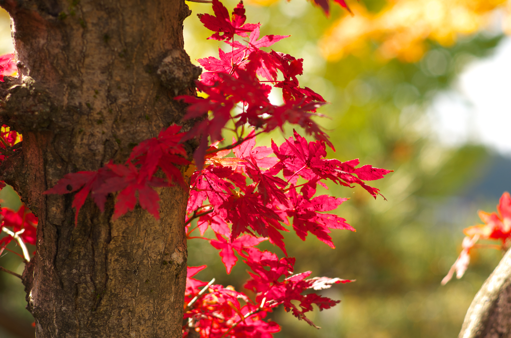 太平の紅葉④