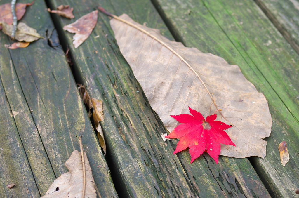 紅葉紅一点