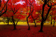 紅葉＠新宿御苑