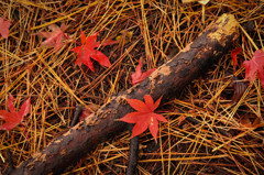 ２０１１年秋　紅葉