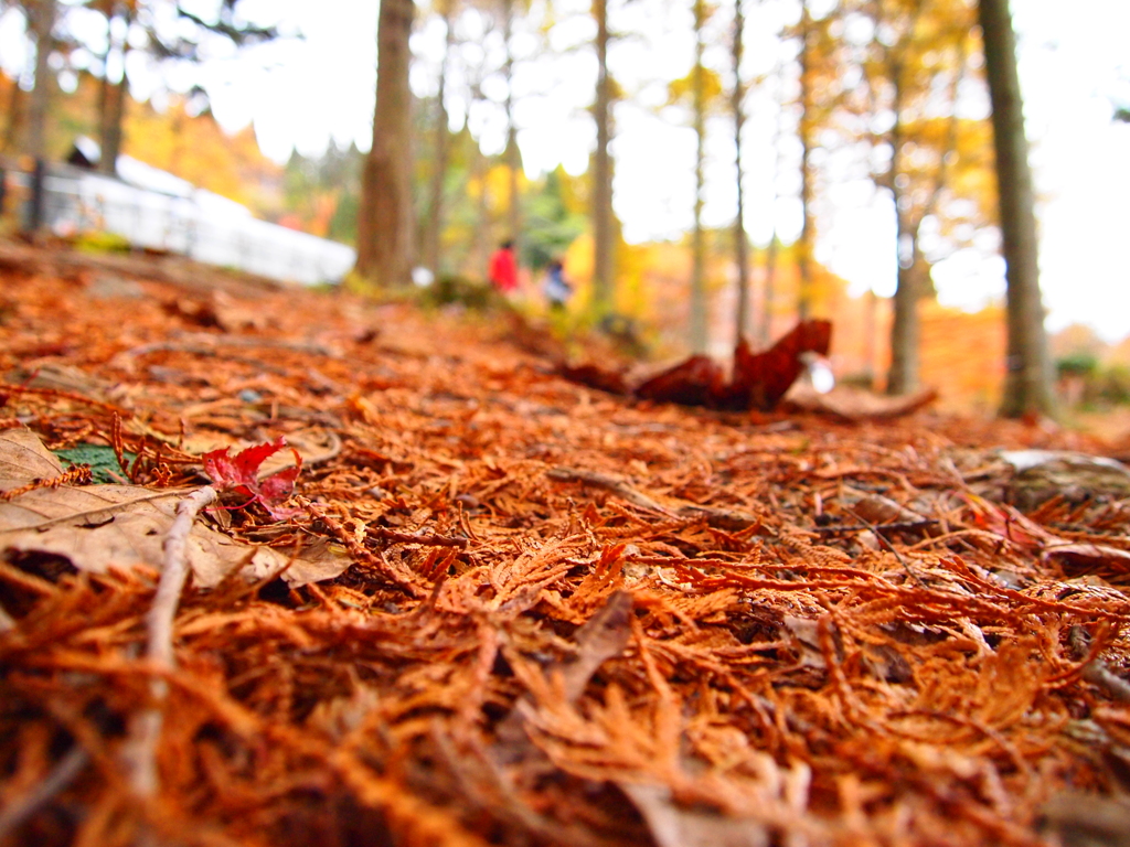 木々の栄養となるもの