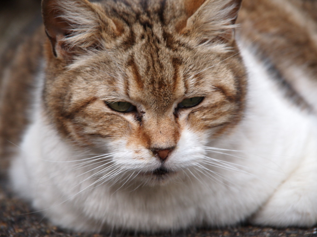 もちねこ