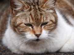 もちねこ