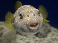 ふく