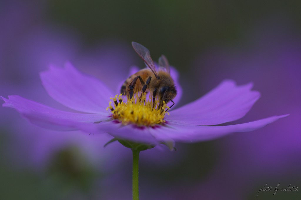 秋桜　食される