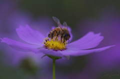 秋桜　食される