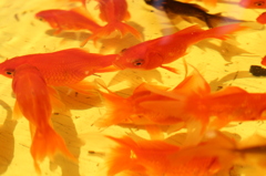 金魚を油でフライデー