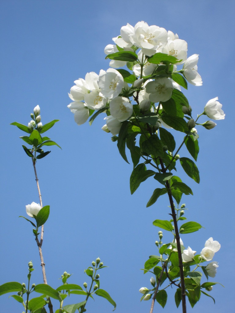 天に捧げる花