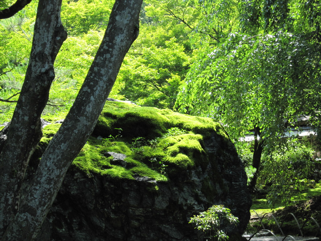 宝厳院のギアナ大地