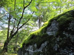 宝厳院のギアナ大地