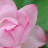 花冠