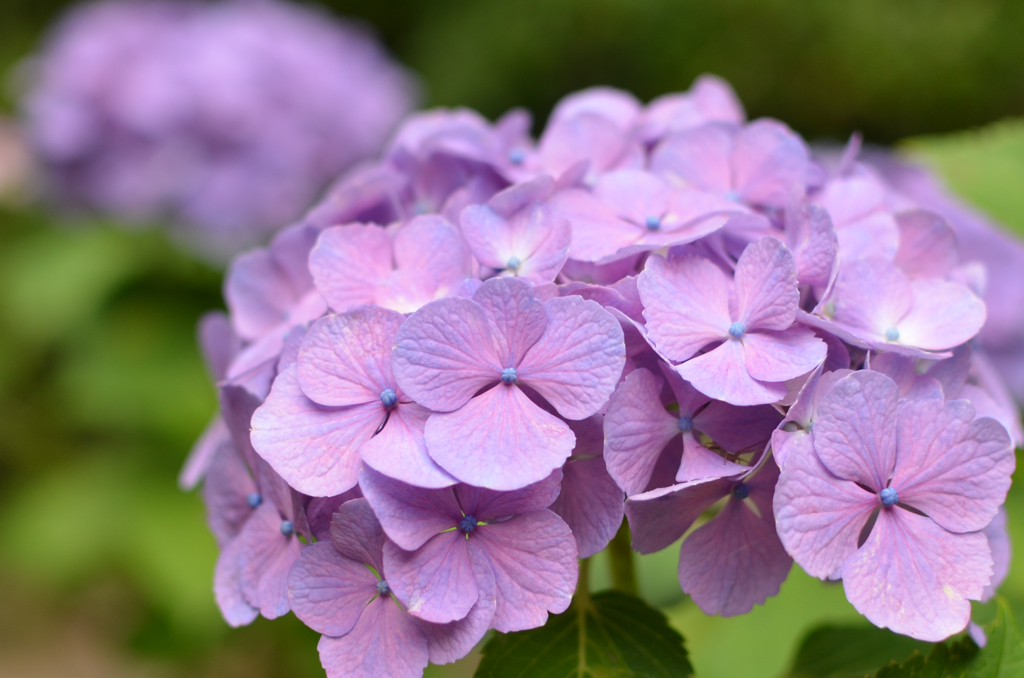 ひとひらの紫陽花