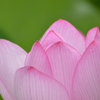 PinkFlower