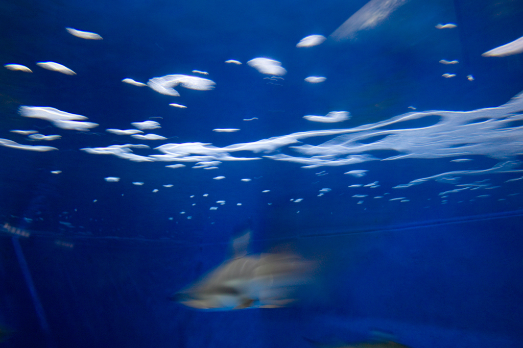 black tip