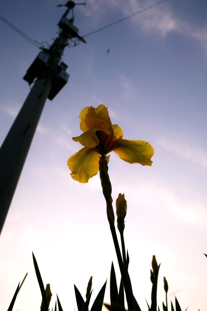 yellow scene