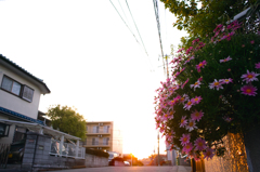 花足す夕景