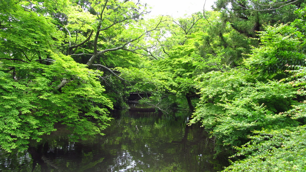 新緑の季節