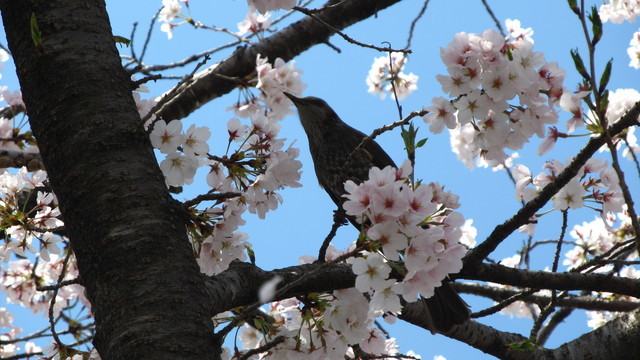 桜