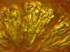 オランジェット