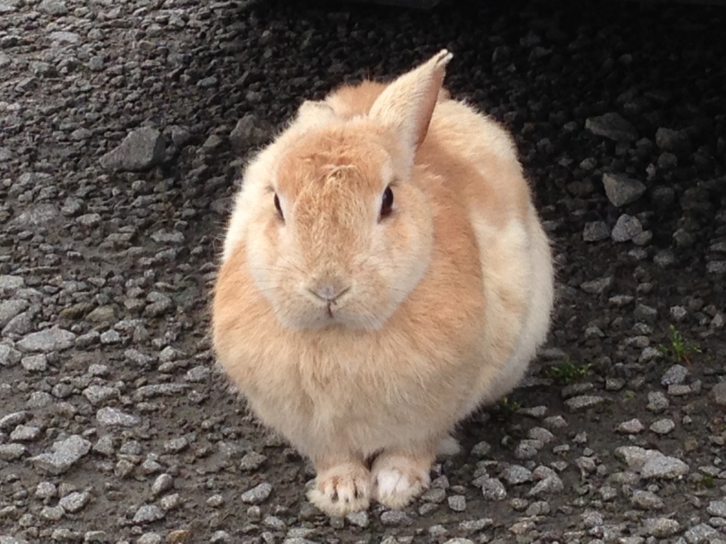 野良ウサギ？