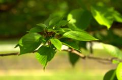 桜の青葉