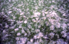 【フィルム】多重秋桜