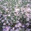 【フィルム】多重秋桜