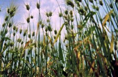 【フィルム】麦畑