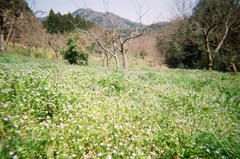 【フィルム】花畑