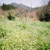 【フィルム】花畑