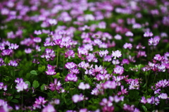 蓮華