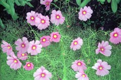 【フィルム】コスモス