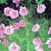【フィルム】コスモス