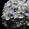 紫陽花・陰