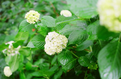 【フィルム】紫陽花