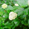 【フィルム】紫陽花