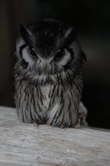 ちょこんと