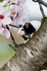 桜×鼠