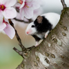 桜×鼠