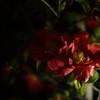 夜椿