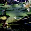 【フィルム】睡蓮