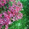 【フィルム】彼岸花１
