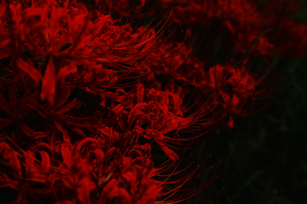 赤い華