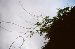 【フィルム】ツル