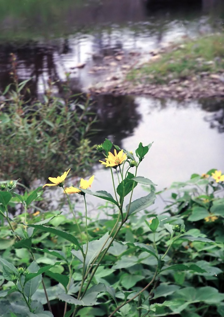 【フィルム】名も知らぬ花