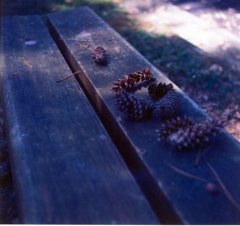 【フィルム】木漏れ日